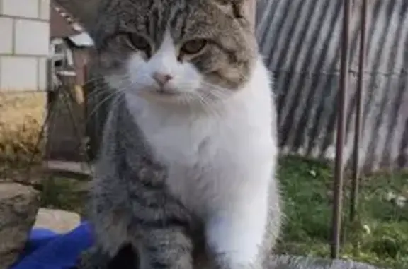 Пропала кошка, ул. Володарского, 178