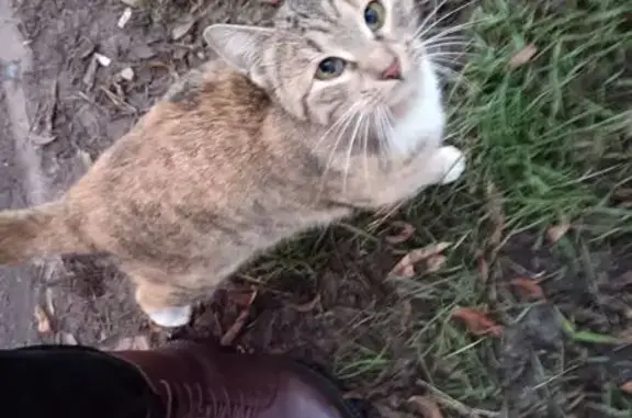 Найдена кошка, Жуковский, фото: Кошка найдена: ул. Гагарина, Жуковский