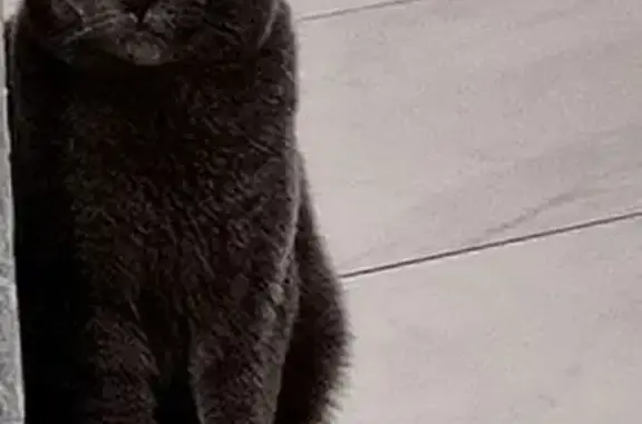 Пропала кошка, ул. Некрасова 8А, Белгород