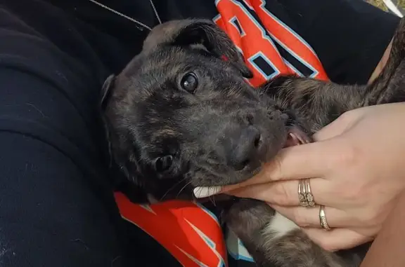 Пропала собака, Ясная ул. 48, Новороссийск