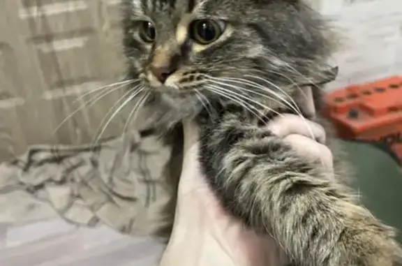 Найдена кошка, Тамбов, фото: Кошка найдена: Четвертая ул., Тамбов