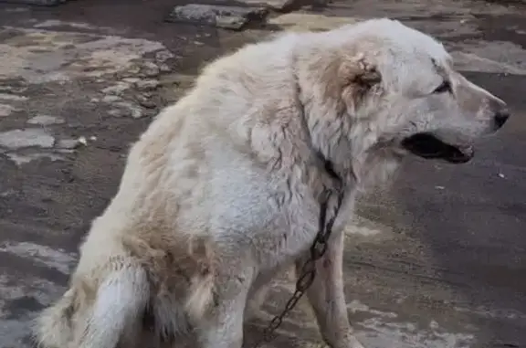 Пропала собака, ул. Клубова 27, Вологда