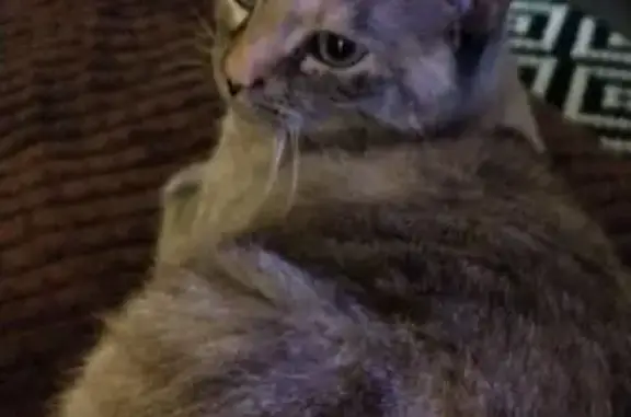 Пропала кошка, Октябрьский пер. 2, Кондопога