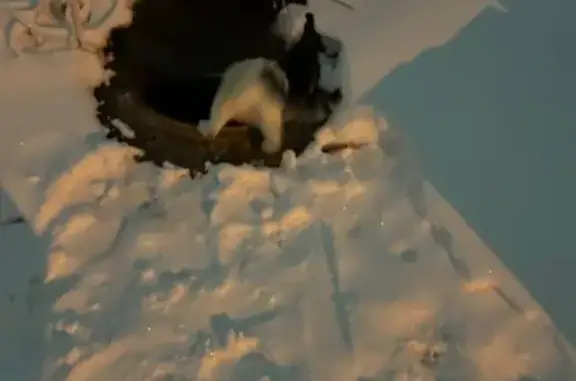 Найдена кошка, Новосибирск, фото: Найдена кошка, ул. Макаренко, Новосибирск