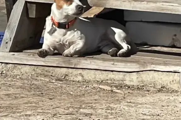 Пропала собака, Нуриманова 30, Салават