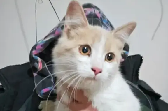 Найдена кошка, Новочеркасск, фото: Кошка найдена: Чистый пер., 27, Новочеркасск