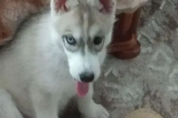 Собаки потеряшки, Киселевск, фото: Потеряшка хаски, Весенняя, 1, Киселёвск