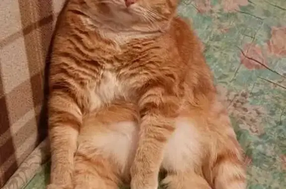 Кошки потеряшки, имени Свердлова, фото: Потеряшка рыжий кот, ГП им. Свердлова, 1мкр.