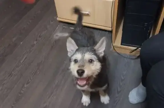 Найдена собака, Коряжма, фото: Щенок найден: пр. Ленина, 46Б, Коряжма