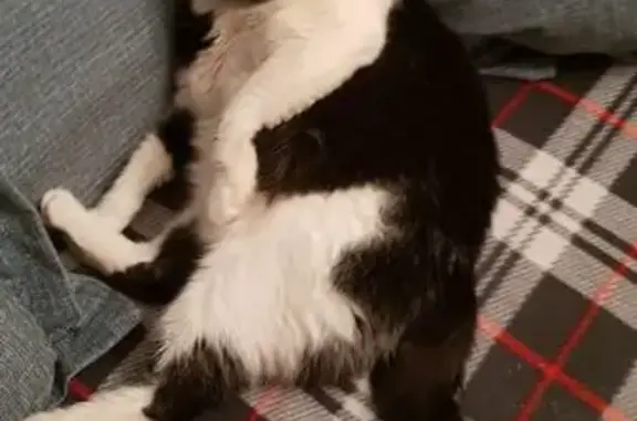 Пропала кошка, ул. Разина, Балашиха