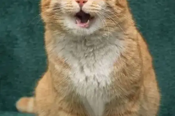 Пропал кот Персик, ул. Челюскинцев, 23А