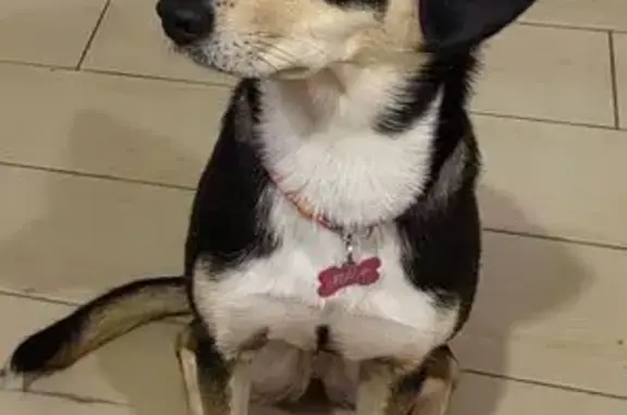 Потерянные животные Рыбное, фото: Пропала собака, Крымская ул., Рыбное