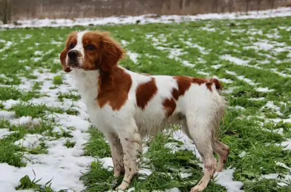 Пропала собака в Вохоново, Ленобласть