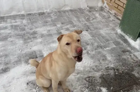 Найдена собака, Ижевск, фото: Собака найдена на ул. Берша, Ижевск