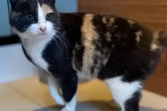 Найдена кошка, Уфа, фото: Кошка найдена: ул. Цюрупы, Уфа