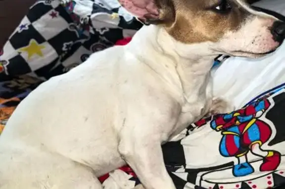 Найдена собака, Курганинск, фото: Белая собака найдена: ул. Ленина, 365