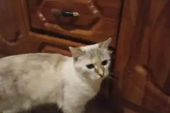 Пропала кошка, Трудовая ул., Уварово