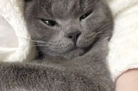 Пропала кошка, ул. Ульянова, 7, НЧ