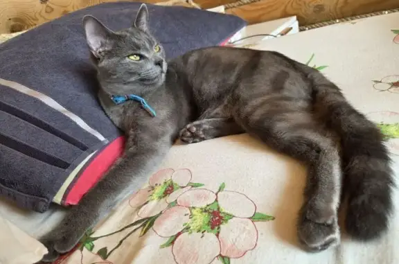 Пропала кошка, ул. Ульянова, 7, НЧ