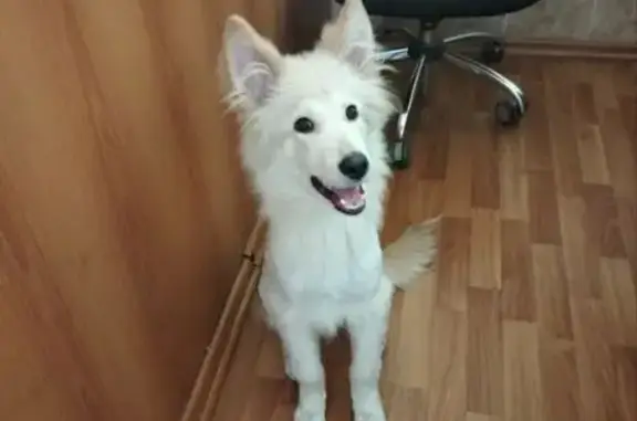 Найдена собака, Копейск, фото: Найден щенок, Садовая 43, Копейск