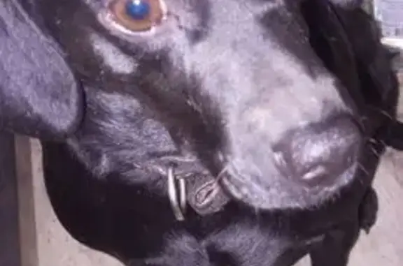 Найдена собака, Михнево, фото: Найдена собака в Михнево, МО