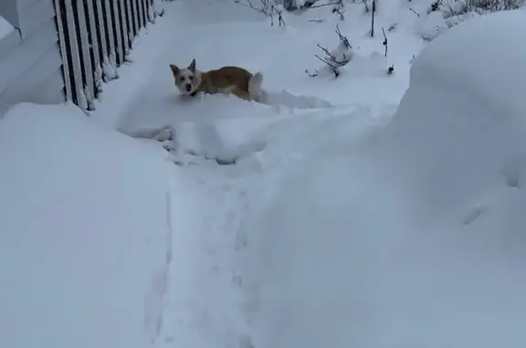Пропала собака, Купсола, Марий Эл