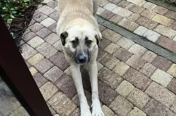 Найдена собака, Ставрополь, фото: Собака найдена: Лесовод-4, 60, Ставрополь