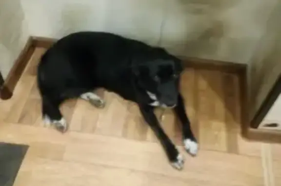 Собаки потеряшки, Нижний Новгород, фото: Потеряшка собака, ул. Станиславского, 24