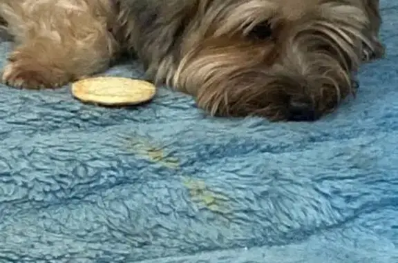 Пропала собака, Соколовская 3 к1, Рязань