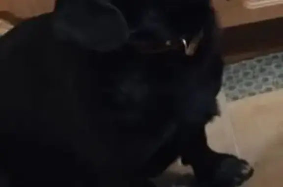 Пропала собака в Рюховском, МО