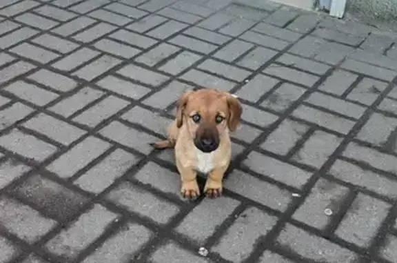 Найдена собака, Калининград, фото: Найдена собака, ул. Земнухова, 18, Калининград