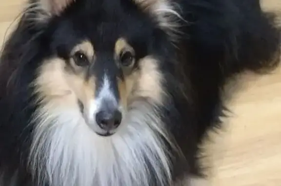 Собаки потеряшки, Мураши, фото: Потеряшка собака на Кирова, 23, Мураши