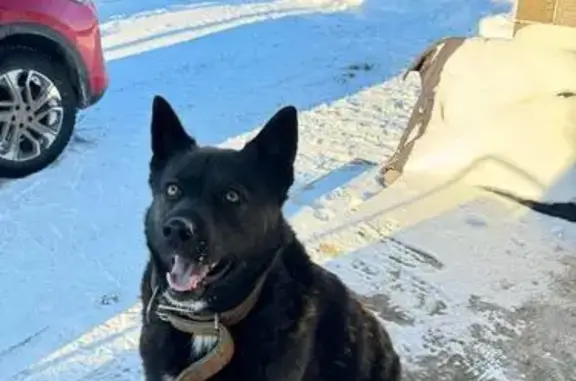 Найдена собака, Нагаево, фото: Найдена собака на Рощинской улице, Нагаево