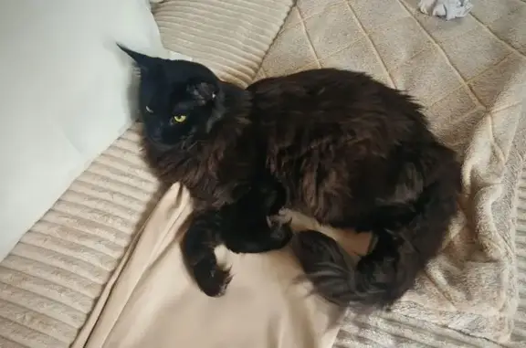 Пропала кошка, Автозаводская 29А, Ульяновск