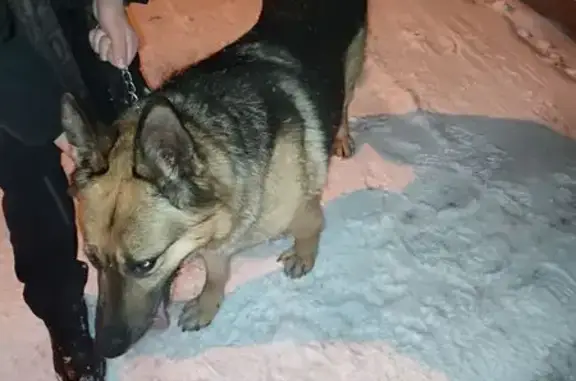 Найдена собака, Пенза, фото: Овчарка найдена: ул. Антонова, Пенза