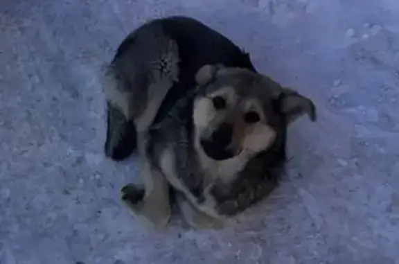 Собака найдена на Красноармейской, 54