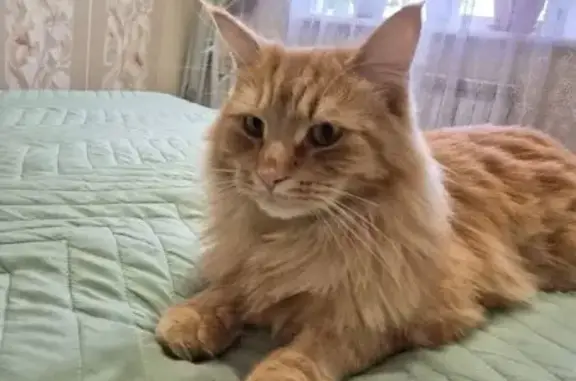 Кошки потеряшки, Гоньба, фото: Потеряшка кошка, Приобская 14, Гоньба