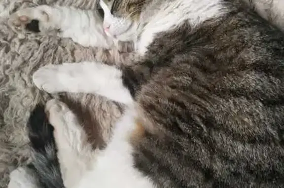 Пропала кошка у гостиницы Пулковская