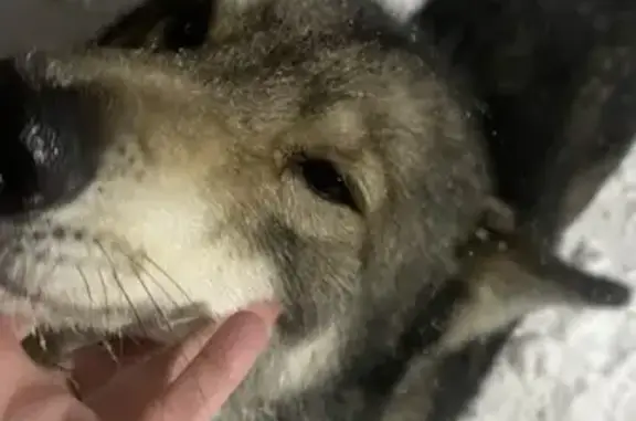 Найдена собака, Кемерово, фото: Найдена собака, Центральная 66, Кемерово