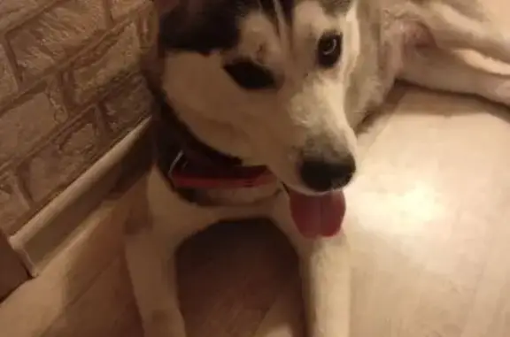 Найденные животные Омск, фото: Найдена собака, Магистральная 31 к1, Омск