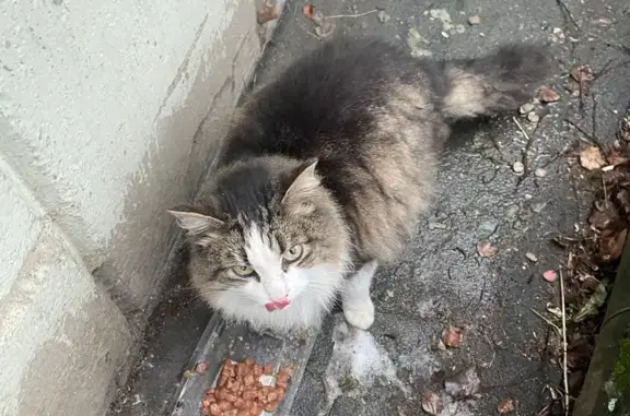 Найдена кошка, Шуя, фото: Кошка найдена у подвала, Аникина 1А, Шуя