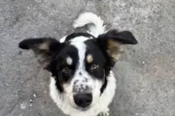 Найдена собака, Владивосток, фото: Собака найдена: Владивосток, Приморье