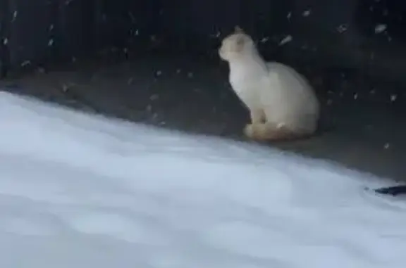 Найдена кошка, Саранск, фото: Бежевая кошка найдена на Коваленко, 7