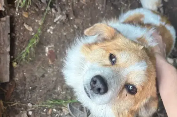 Пропала собака на ул. Степана Разина, 9