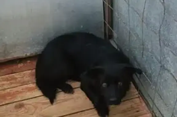 Собаки потеряшки, Шимановск, фото: Потеряшка собака в Магдагачи, отлов в Шимановске