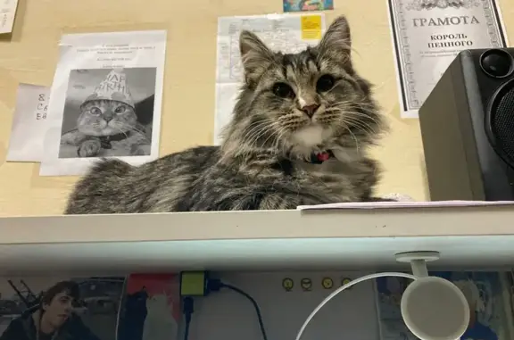 Пропала кошка, 2-й Вольный пер., Москва