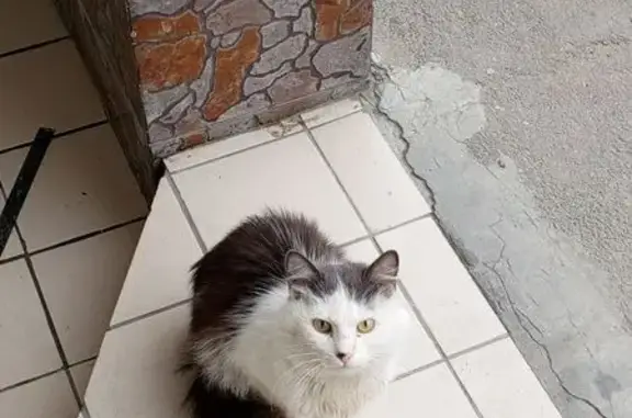 Объявления о пропавших и найденных животных, Армавир, фото: Кошка найдена, Железнодорожная 63/3, Армавир