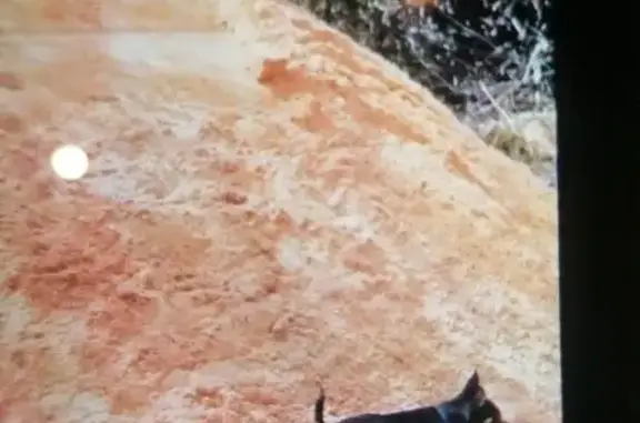 Пропала собака, Клубничная ул. 231