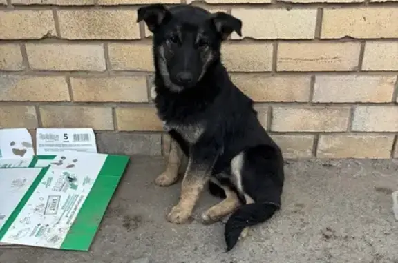 Собаки потеряшки, Оренбург, фото: Потеряшка щенок на Родимцева, 20, Оренбург