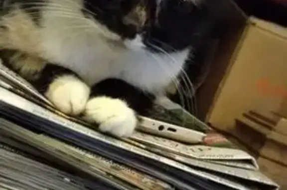 Кошки потеряшки, Воронеж, фото: Потеряшка кошка, ул. Кривошеина, Воронеж